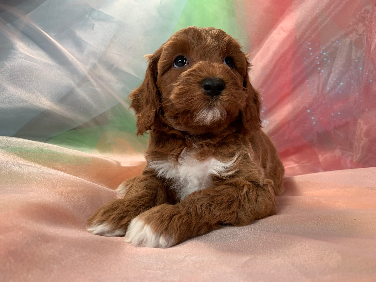 Dark Red Male, Mini Goldendoodle Pup, DOB 4-26-2022, $1800